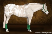 Horse Color:Chocolate Palomino Pearl Sabino Appaloosa