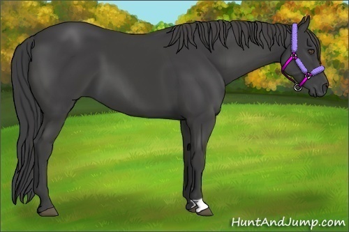 Horse Color:Smoky Black