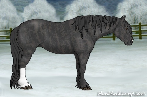 Horse Color:Black  Brindle
