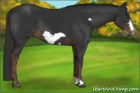 Horse Color:Liver Chestnut Frame 