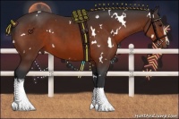 Horse Color:White Spotted Bay 