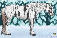 Horse Color:Black Appaloosa  Brindle