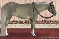 Horse Color:Chocolate Palomino 