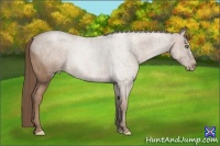 Horse Color:Black Pearl  Brindle