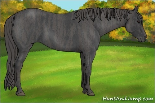 Horse Color:Blue Roan  Brindle
