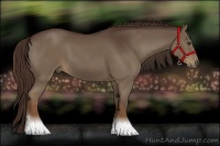 Horse Color:Liver Chestnut Sabino