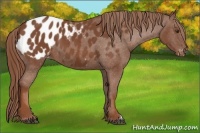 Horse Color:Chestnut Appaloosa