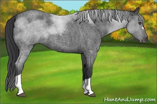 Horse Color:Blue Roan 