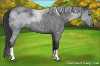 Horse Color:Blue Roan