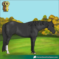 Horse Color:Black 