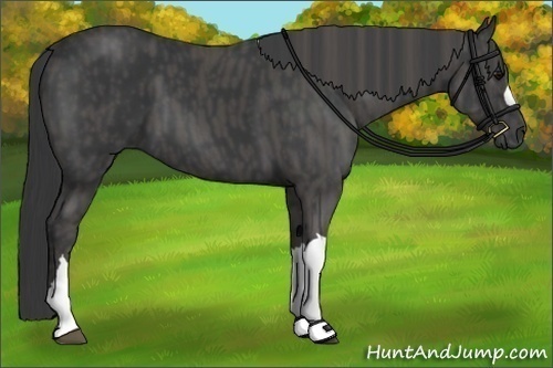 Horse Color:Black  Brindle