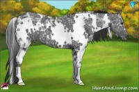 Horse Color:White Spotted Black Ice 