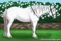 Horse Color:Brown Sabino Tobiano Near Leopard Rabicano 