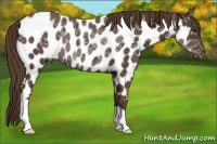 Horse Color:Liver Chestnut Ice Near Leopard Rabicano