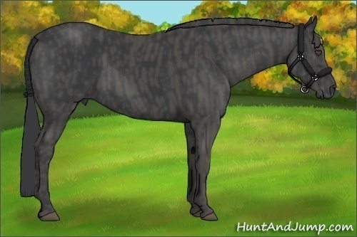 Horse Color:Black  Brindle