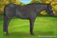 Horse Color:Black  Brindle