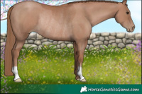 Horse Color:Black Pearl Rabicano 