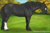 Horse Color:Black 
