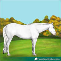 Horse Color:Silver Brown Tobiano Appaloosa 
