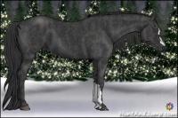 Horse Color:Black  Brindle