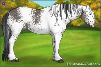 Horse Color:White Spotted Grullo Brindle