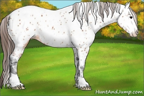 Horse Color:White Spotted Bay Appaloosa 
