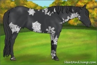 Horse Color:Black Ice 