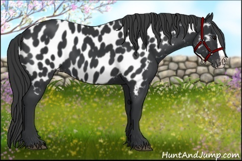 Horse Color:Black Splash Appaloosa 
