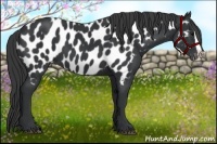 Horse Color:Black Splash Near Leopard