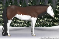 Horse Color:Bay Sabino Splash 