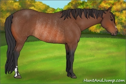 Horse Color:Bay Rabicano 