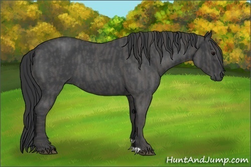 Horse Color:Blue Roan  Brindle