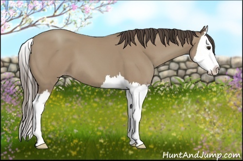Horse Color:Classic Champagne Splash 