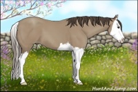 Horse Color:Classic Champagne Splash