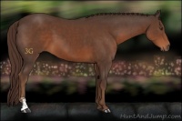 Horse Color:Liver Chestnut Sabino
