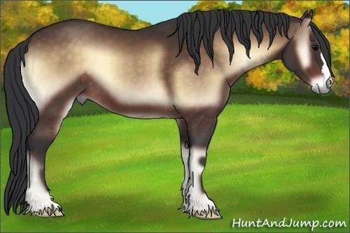 Horse Color:Bay Onyx
