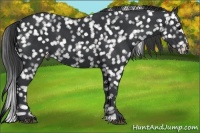 Horse Color:Black Sabino Appaloosa 