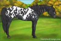 Horse Color:Black Appaloosa 