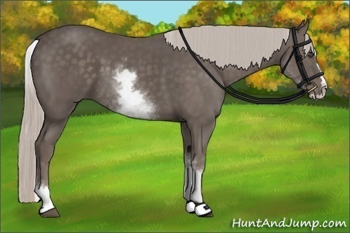 Horse Color:White Spotted Silver Black Splash