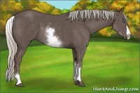 Horse Color:White Spotted Silver Black Splash
