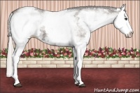 Horse Color:White Spotted Silver Black Splash