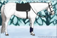 Horse Color:White Spotted Blue Roan Appaloosa