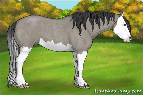Horse Color:Grullo Roan Splash 
