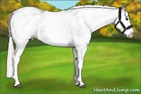 Horse Color:White Spotted Silver Black Splash