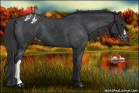 Horse Color:Black Appaloosa 
