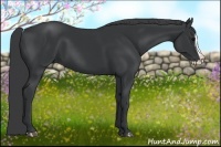 Horse Color:Black Splash 