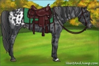 Horse Color:Black Appaloosa