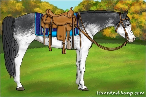 Horse Color:White Spotted Black