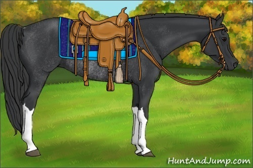 Horse Color:Black Rabicano 