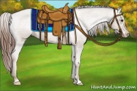 Horse Color:Classic Champagne Appaloosa
